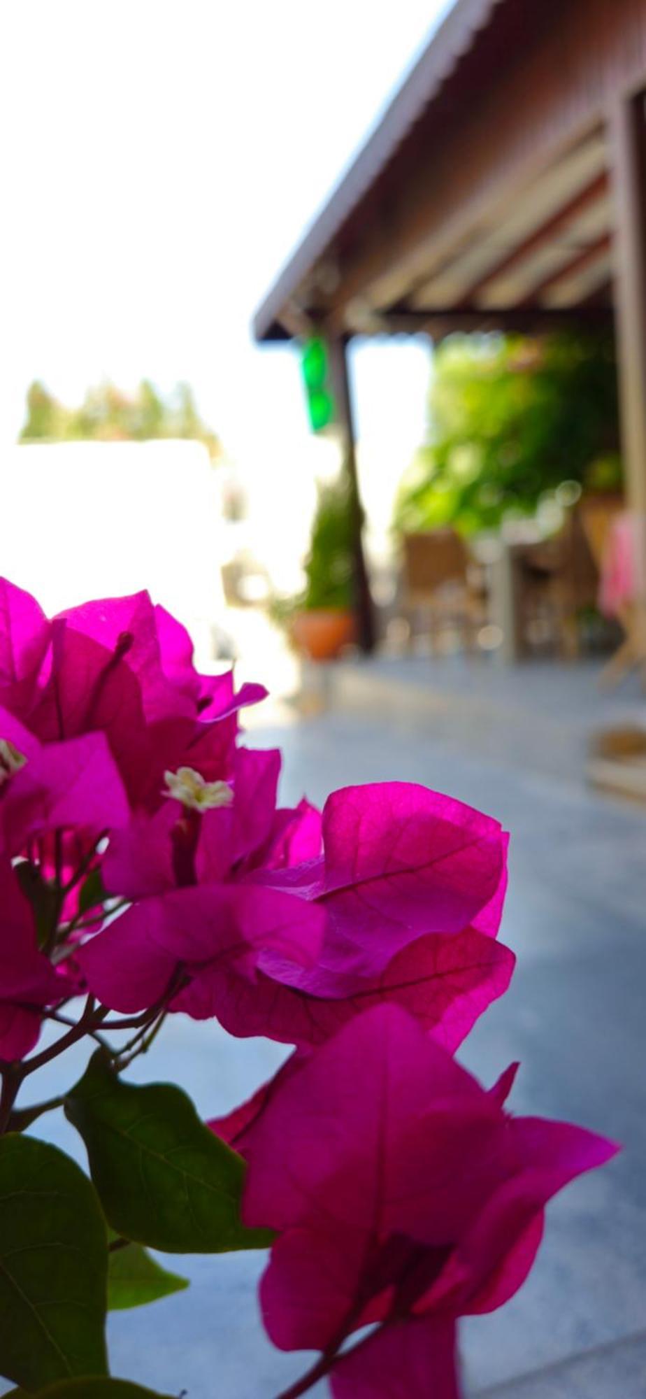 Merkez Kumsal Pansiyon Bodrum Ngoại thất bức ảnh
